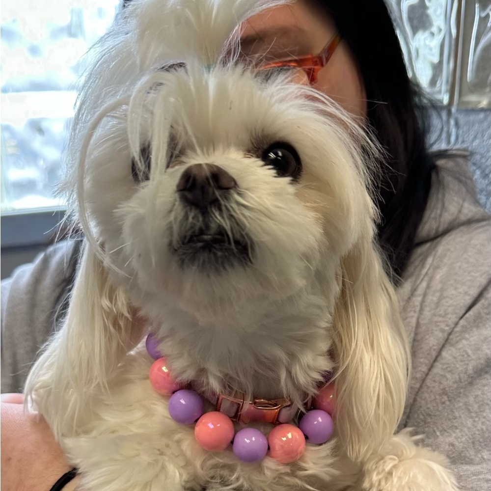 Designer Dog Necklaces